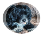 Image preview for Ad Listing. Nickname: frank