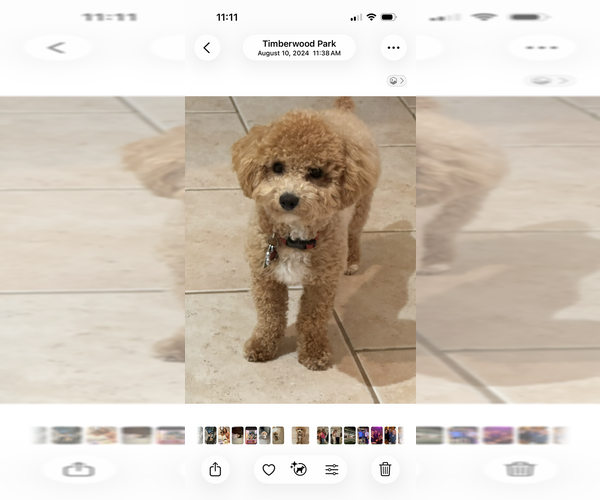 Medium Photo #1 Bichpoo mix (+ Bichon Frise) Puppy For Sale in SAN ANTONIO, TX, USA