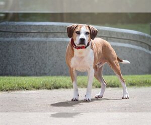 Beagle-Unknown Mix Dogs for adoption in Bardstown, KY, USA