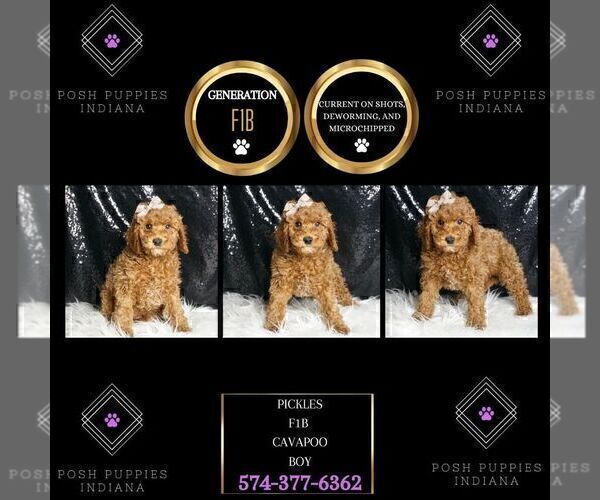 Medium Photo #20 Cavapoo Puppy For Sale in WARSAW, IN, USA