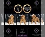 Small Photo #20 Cavapoo Puppy For Sale in WARSAW, IN, USA
