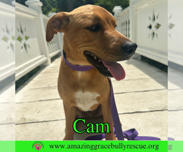Medium Photo #8 Mutt Puppy For Sale in Pensacola, FL, USA