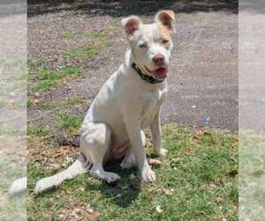 Australian Shepherd-Unknown Mix Dogs for adoption in San Antonio, TX, USA