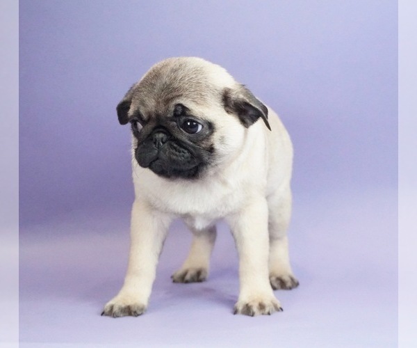 Medium Photo #6 Pug Puppy For Sale in WARSAW, IN, USA
