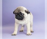Small Photo #6 Pug Puppy For Sale in WARSAW, IN, USA