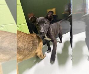 German Shepherd Dog Dogs for adoption in Temple, TX, USA