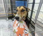 Small #3 German Shepherd Dog Mix