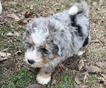 Small #3 Bernedoodle (Miniature)