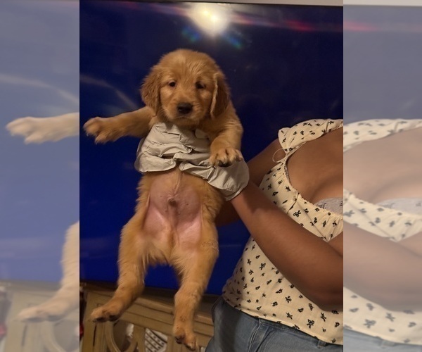Medium Photo #8 Golden Retriever Puppy For Sale in SOMERSWORTH, NH, USA