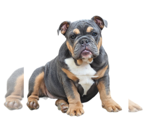 Bulldog Puppy for sale in GREENFIELD, IN, USA