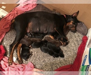 Mother of the Doberman Pinscher puppies born on 03/12/2021
