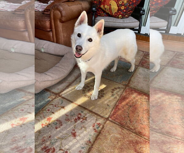 Medium Photo #4 Unknown-white german shepherd Mix Puppy For Sale in Hoffman Estates, IL, USA