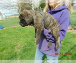 Small Mastiff