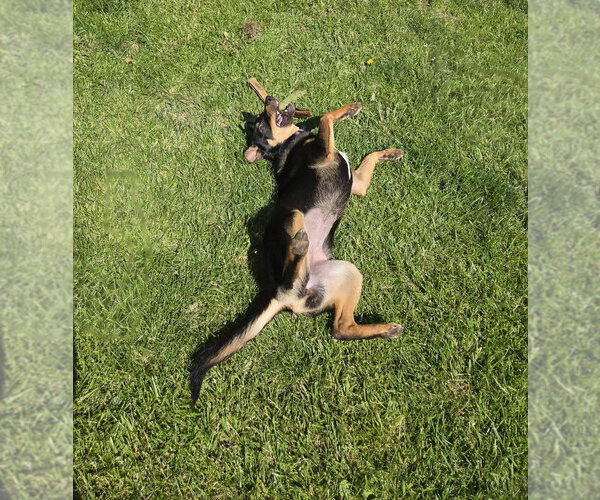 Medium Photo #3 German Shepherd Dog-Unknown Mix Puppy For Sale in Springdale, PA, USA