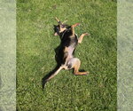 Small #2 German Shepherd Dog Mix
