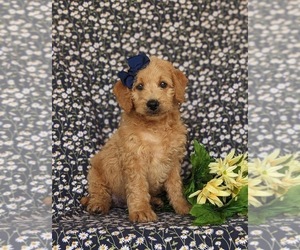 Miniature Labradoodle Puppy for sale in QUARRYVILLE, PA, USA