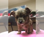 Small Photo #8 Chihuahua-Chorkie Mix Puppy For Sale in BATTLE CREEK, MI, USA