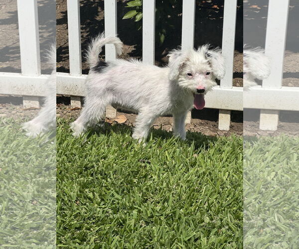 Medium Photo #1 Poodle (Toy) Puppy For Sale in Menifee, CA, USA