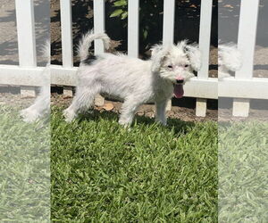 Poodle (Toy) Dogs for adoption in Menifee, CA, USA