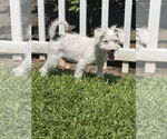 Small Poodle (Toy)