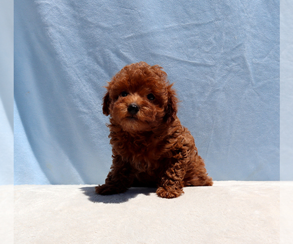 Medium Photo #4 Poodle (Toy) Puppy For Sale in LOS ANGELES, CA, USA