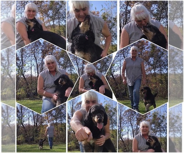 Medium Photo #4 Poodle (Standard) Puppy For Sale in MILLVILLE, MN, USA