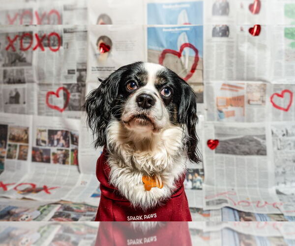 Medium Photo #9 Cavalier King Charles Spaniel Puppy For Sale in Mundelein, IL, USA