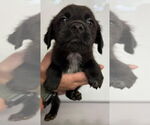 Small #2 Catahoula Leopard Dog-Retriever  Mix