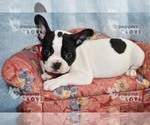 Small Photo #3 French Bulldog Puppy For Sale in SANGER, TX, USA