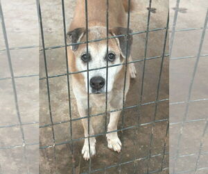 Mutt Dogs for adoption in Jackson, MS, USA