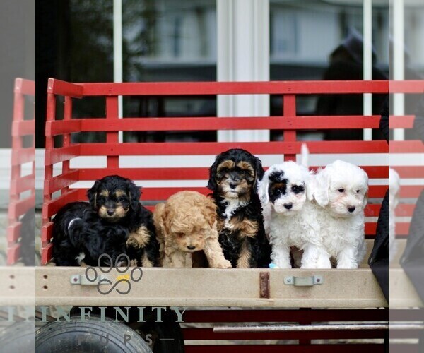 Medium Photo #2 Cavapoo (Miniature) Puppy For Sale in KINZERS, PA, USA