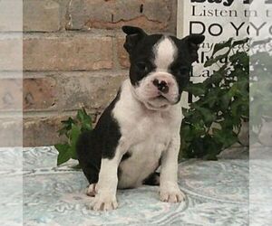 Boston Terrier Puppy for sale in HOT SPRINGS, SD, USA