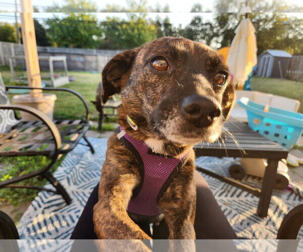 Medium Photo #1 Mountain Cur-Unknown Mix Puppy For Sale in Plainfield, IL, USA