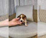 Small #2 Dachshund
