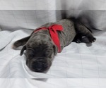 Small Photo #2 Great Dane Puppy For Sale in BLAINE, MN, USA
