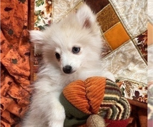 Medium Photo #32 Pomsky Puppy For Sale in GOLDEN VALLEY, AZ, USA