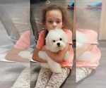 Small #3 Bichon Frise