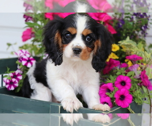 Cavalier King Charles Spaniel Puppy for sale in SHILOH, OH, USA