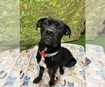 Small Photo #1 Boxer Puppy For Sale in Chula Vista, CA, USA