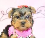 Small Photo #12 Yorkshire Terrier Puppy For Sale in LAS VEGAS, NV, USA