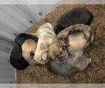 Small Photo #11 French Bulldog Puppy For Sale in NUNNELLY, TN, USA