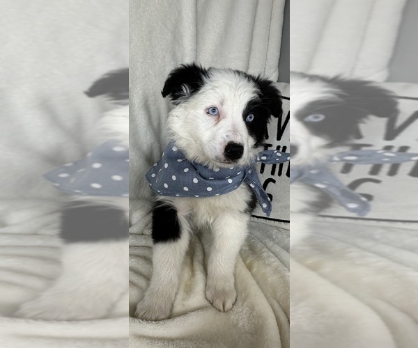 Medium Photo #1 Australian Shepherd Puppy For Sale in GREENFIELD, IN, USA