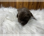 Image preview for Ad Listing. Nickname: Blacks and Choc
