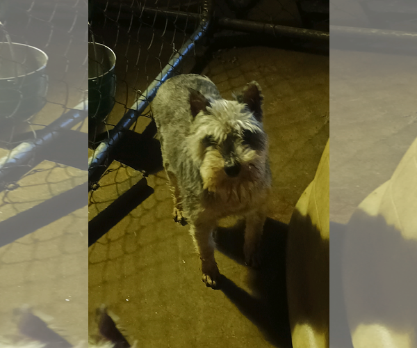 Medium Photo #2 - Mix Puppy For Sale in Bonifay, MO, USA