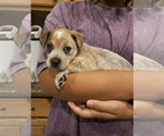 Small Labrador Retriever-Red Heeler Mix