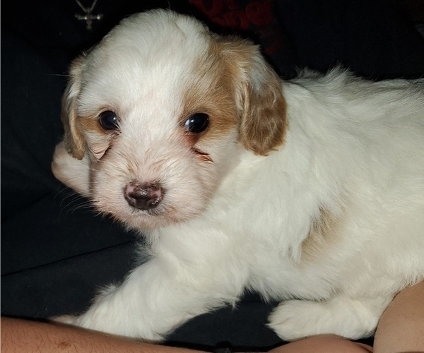 Medium Photo #2 Bernedoodle (Miniature) Puppy For Sale in LEETONIA, OH, USA