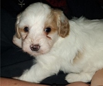 Small #1 Bernedoodle (Miniature)