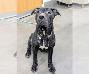 Mutt Dogs for adoption in Forestville, MD, USA