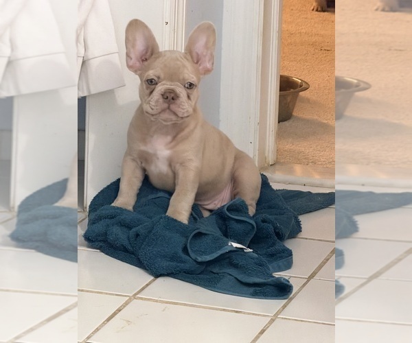 Medium Photo #16 French Bulldog Puppy For Sale in ARVERNE, NY, USA