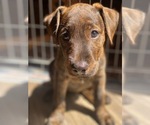 Puppy Reilly Airedale Terrier-American Pit Bull Terrier Mix